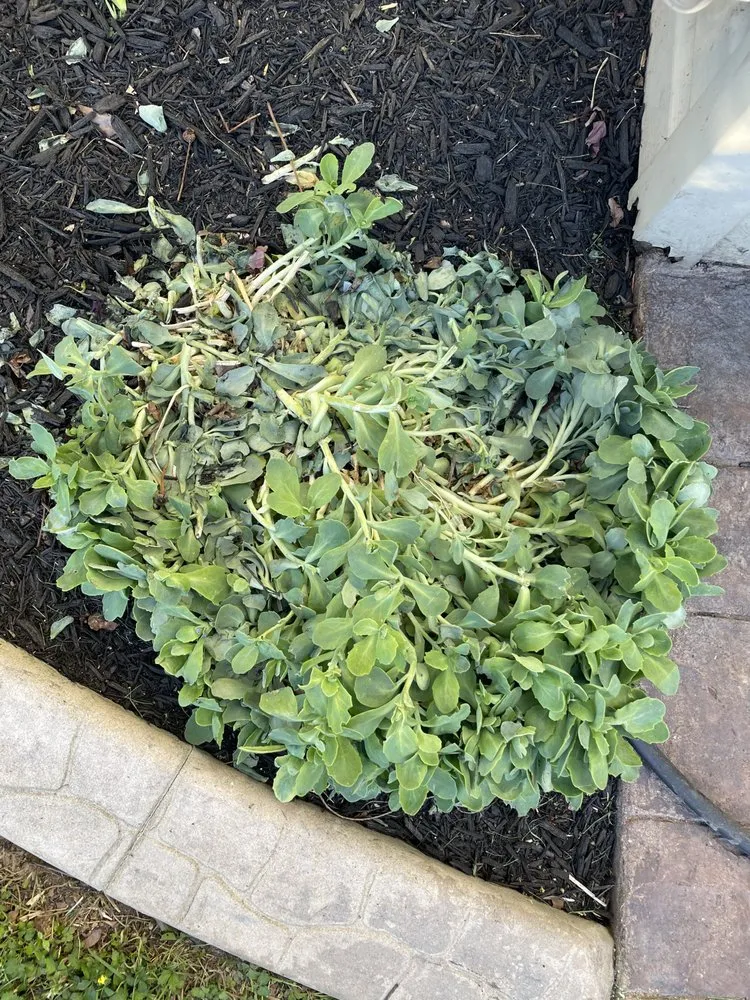 Slide of PJ Fitzpatrick