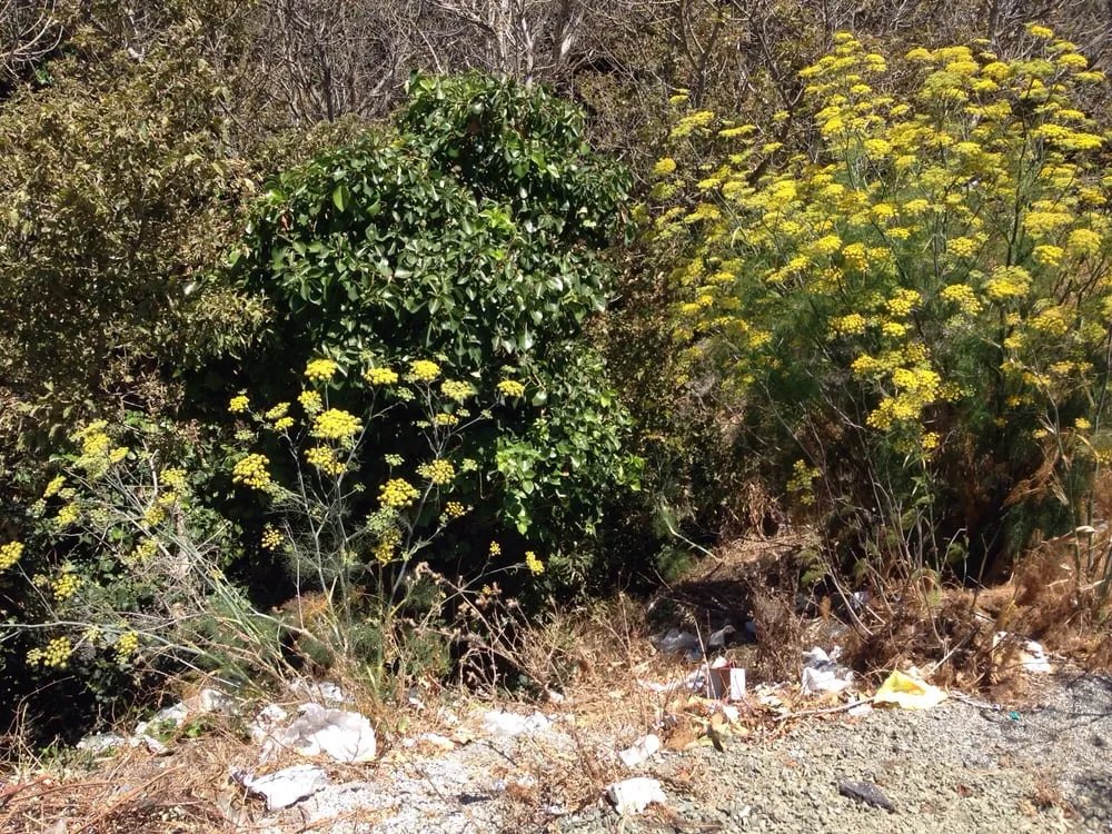 Slide of Planchon Roofing