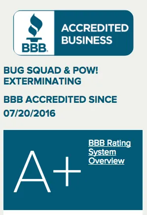 Slide of POW! Bug Squad