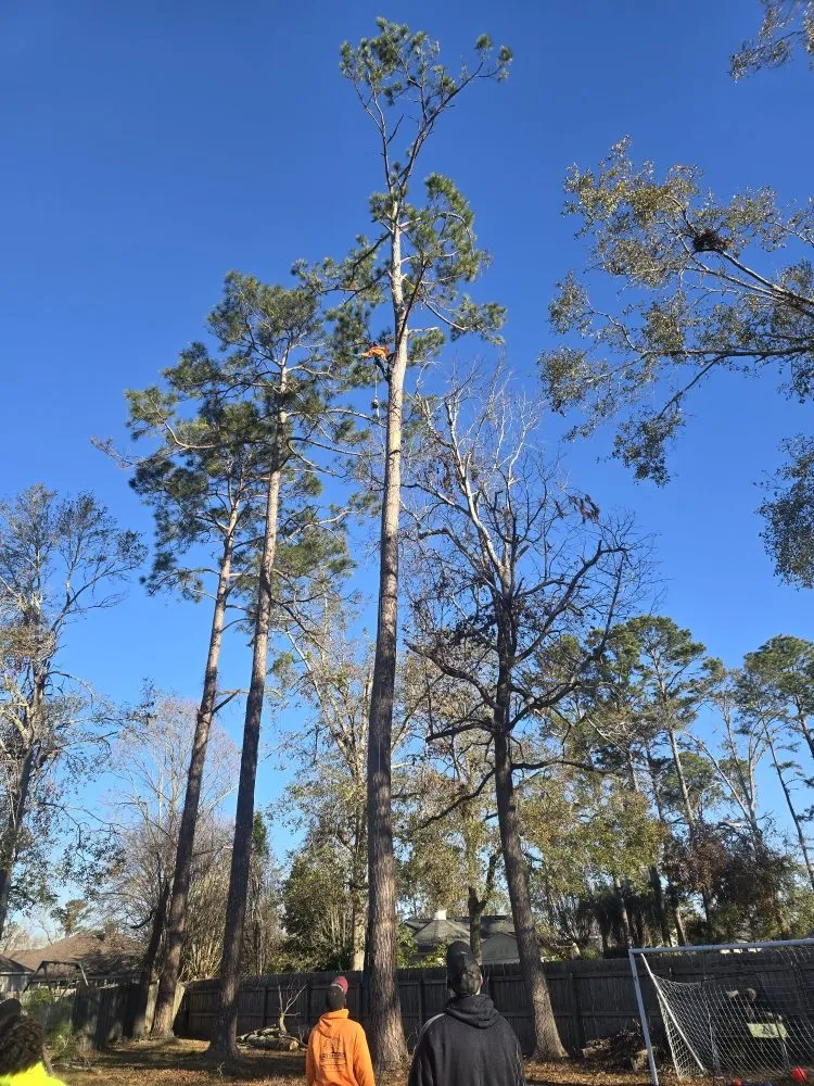 Slide of Pro Service Tree Service