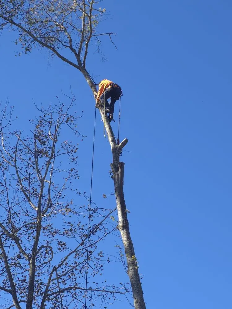 Slide of Pro Service Tree Service