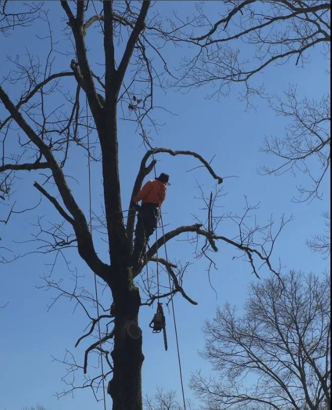 Slide of Pro Service Tree Service