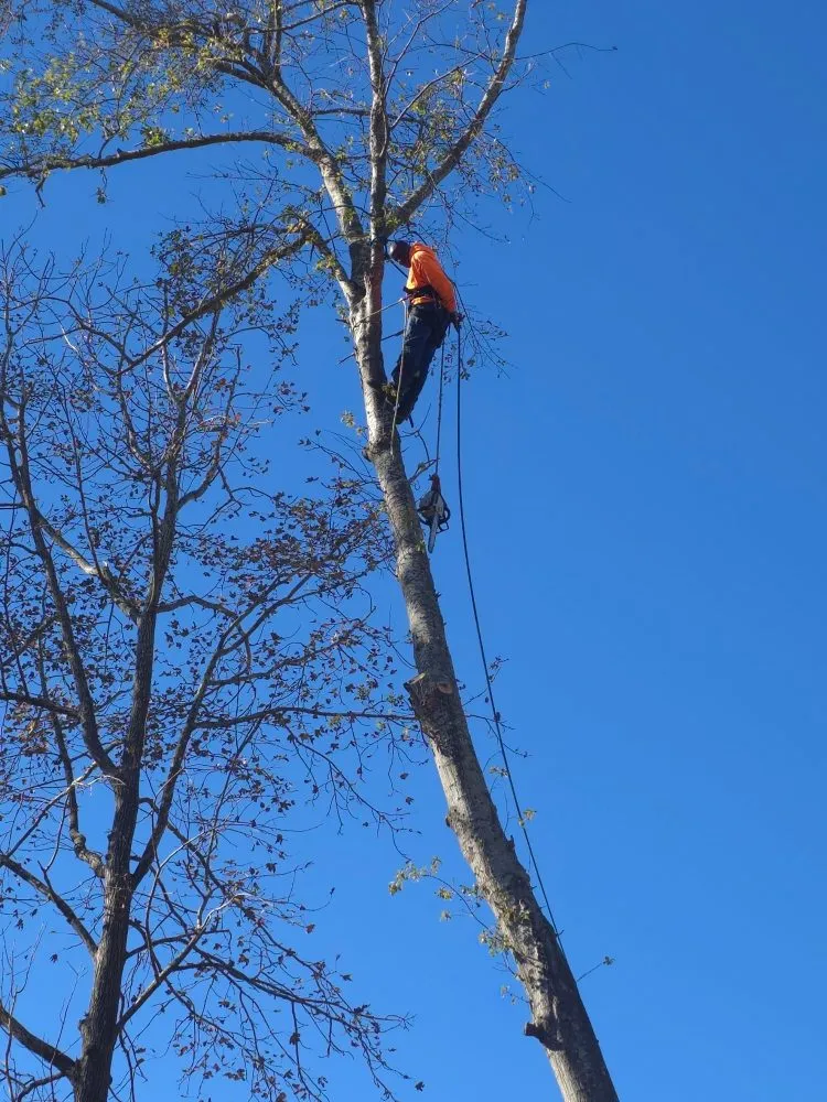 Slide of Pro Service Tree Service