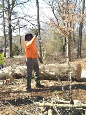 Pro Service Tree Service Logo