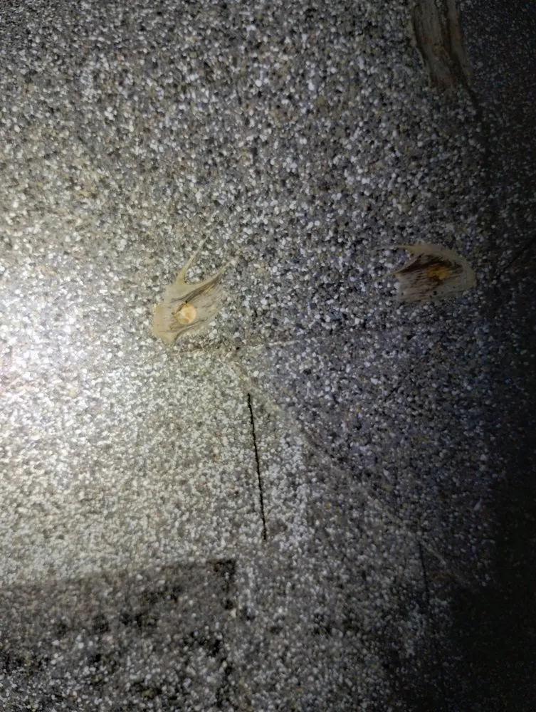 Slide of Pro-Tec Contracting