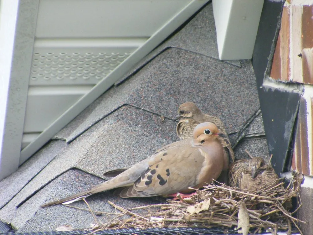 Slide of R Myers Roofing