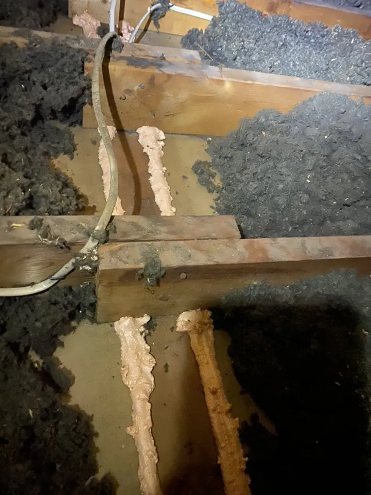 Slide of Radiant Eagle