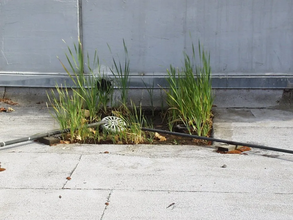 Slide of Rain Defense