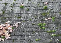 Slide of Rainier Roof Restoration