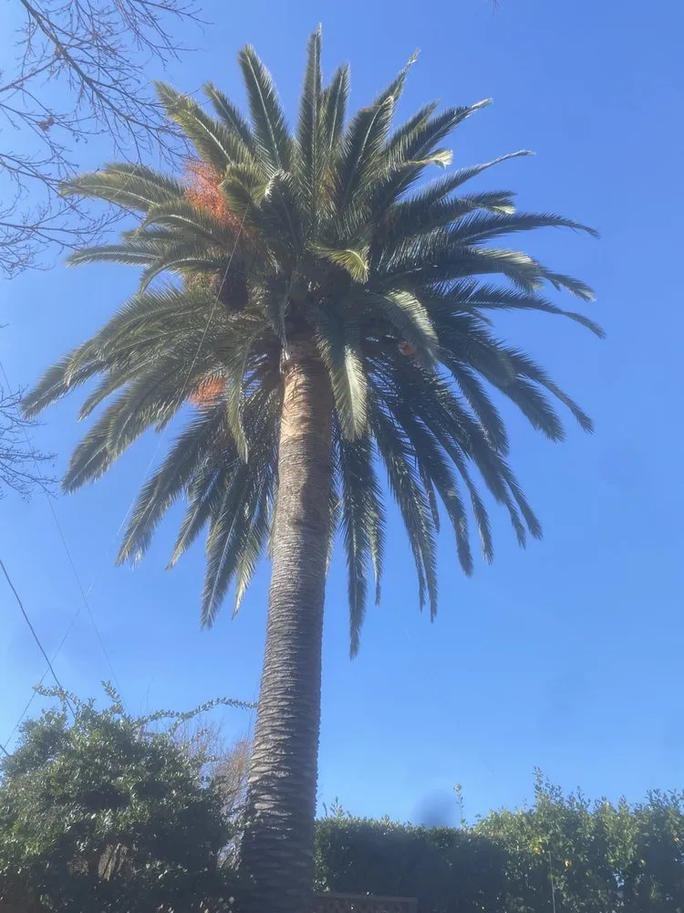 Slide of Ramirez Tree Service 