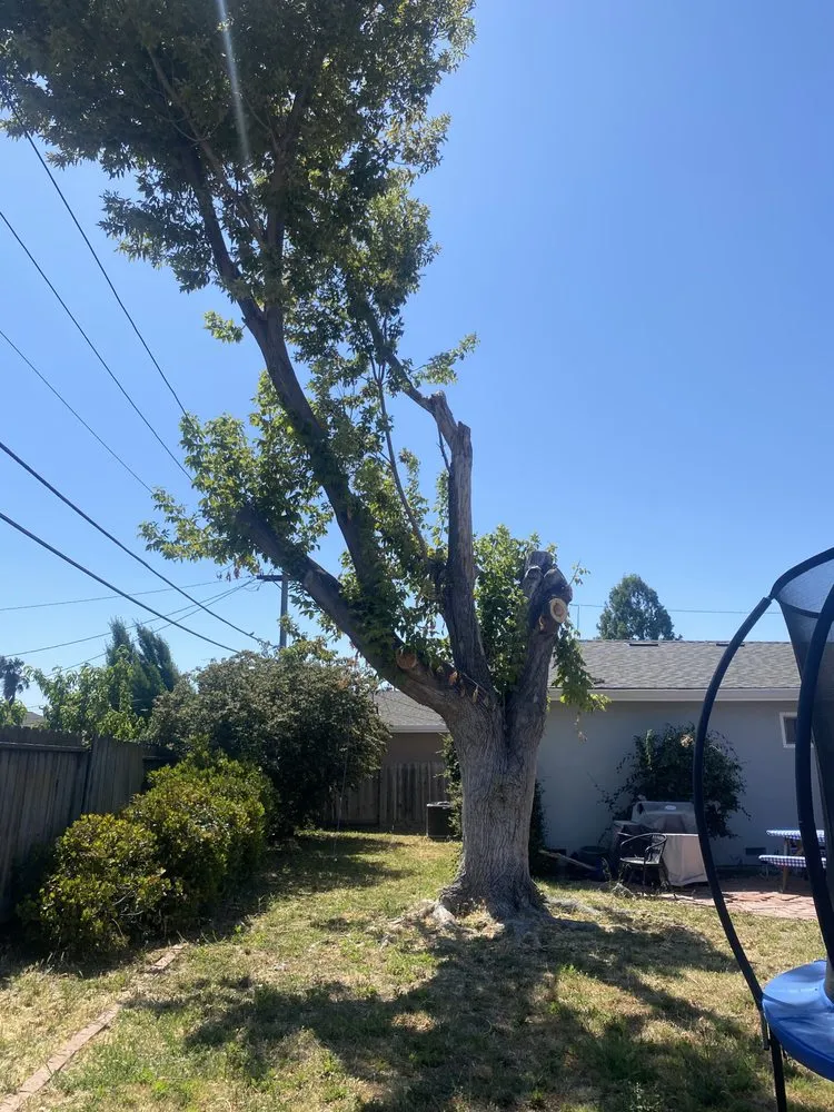 Slide of Ramirez Tree Service 