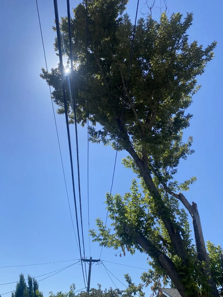 Slide of Ramirez Tree Service 