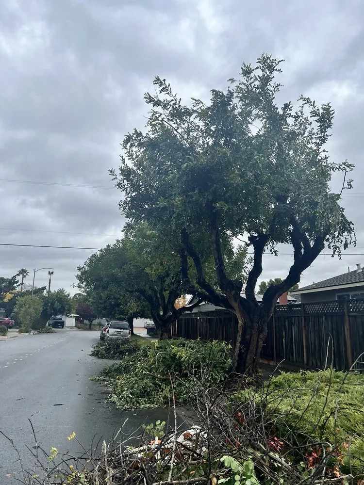 Slide of Ramirez Tree Service 