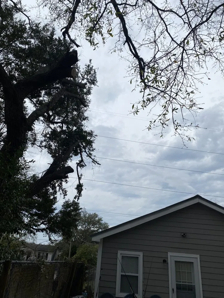 Slide of Ramon's Tree Service