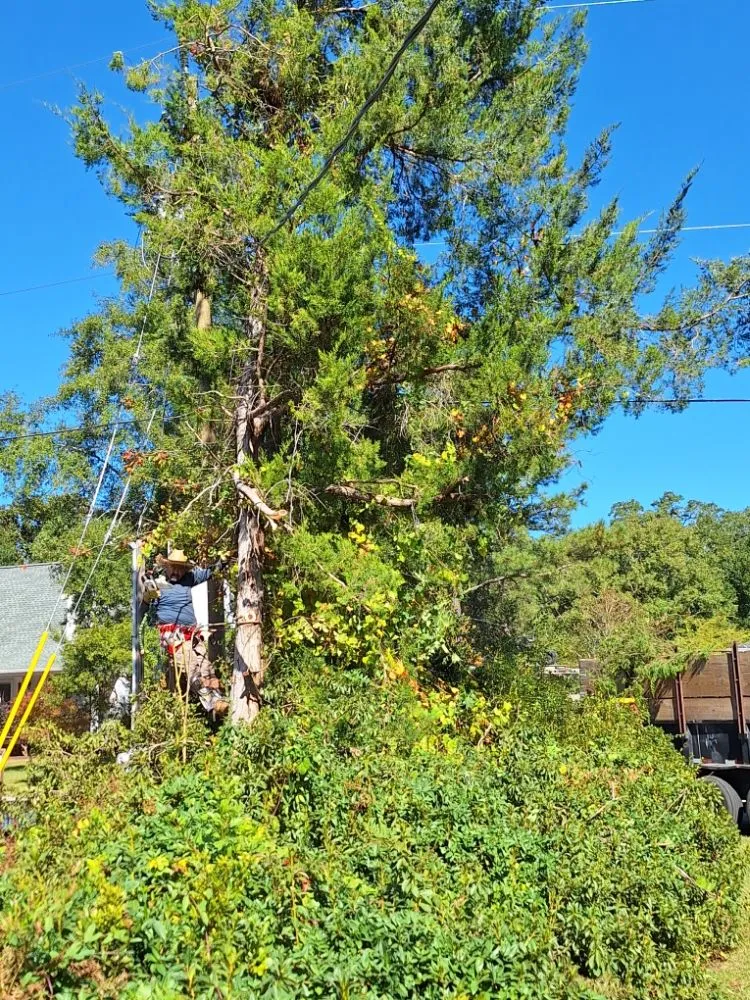 Slide of Ramon's Tree Service