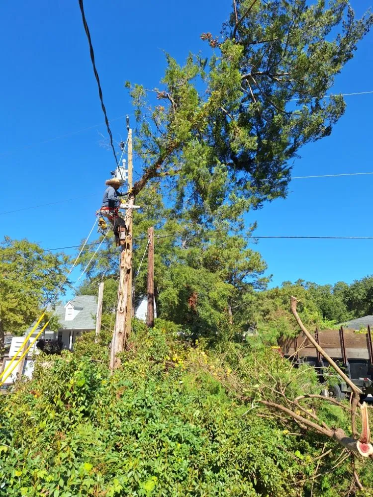Slide of Ramon's Tree Service