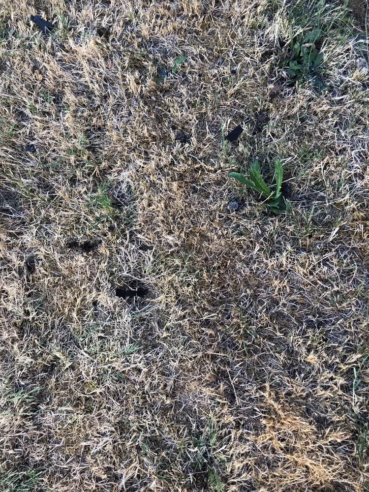 Slide of Renaissance Roofing