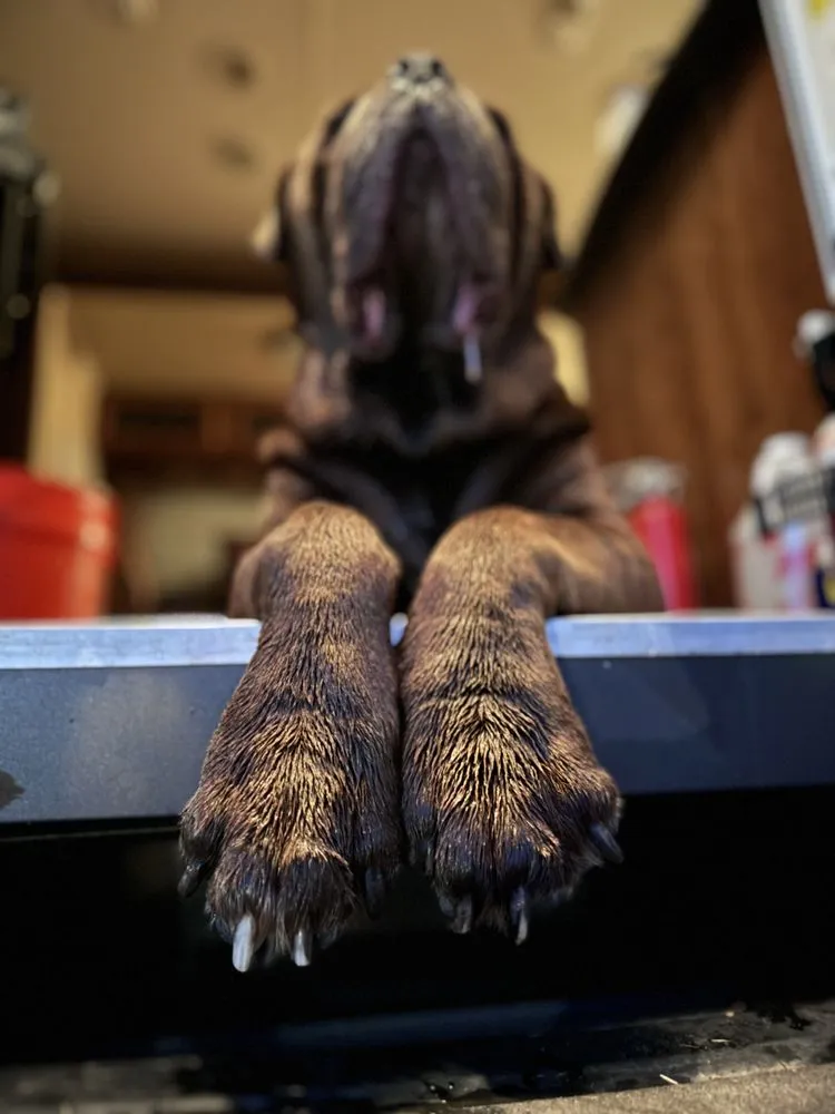 Slide of RestorePros