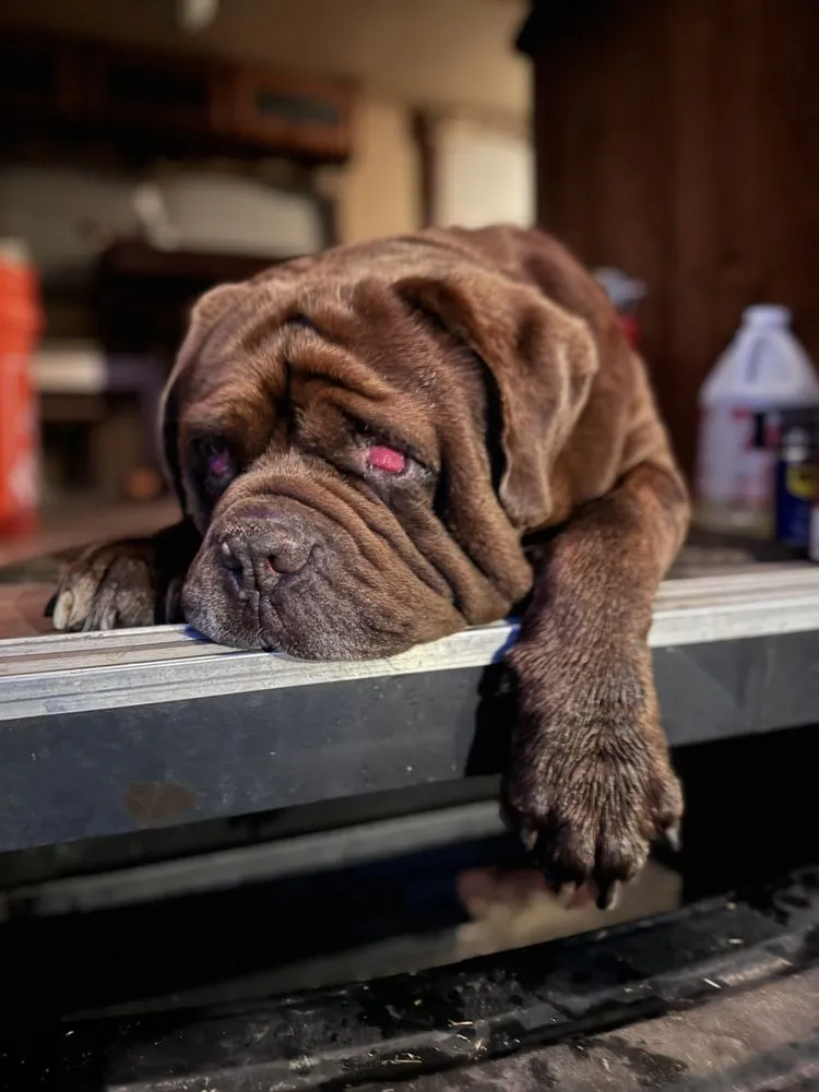 Slide of RestorePros