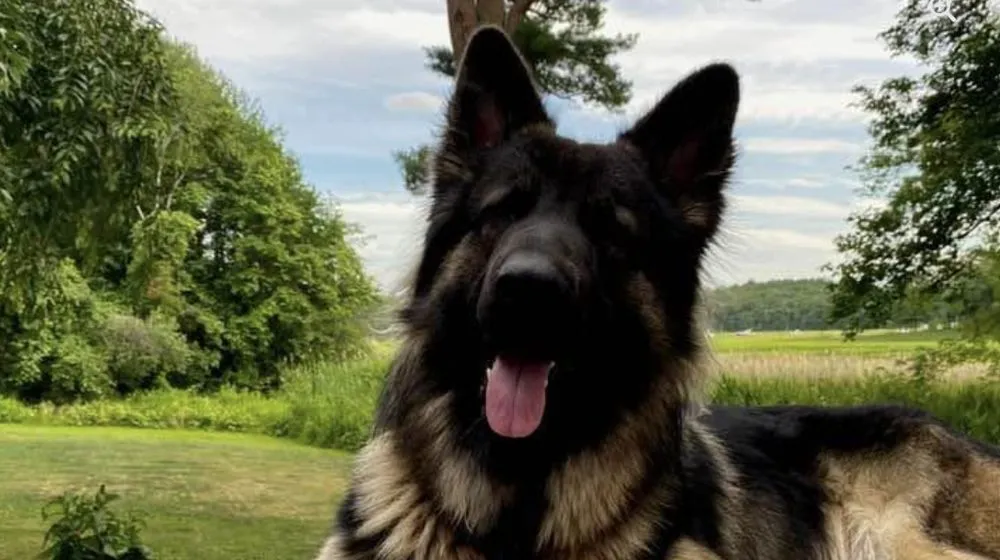 Slide of Reynolds Roofing