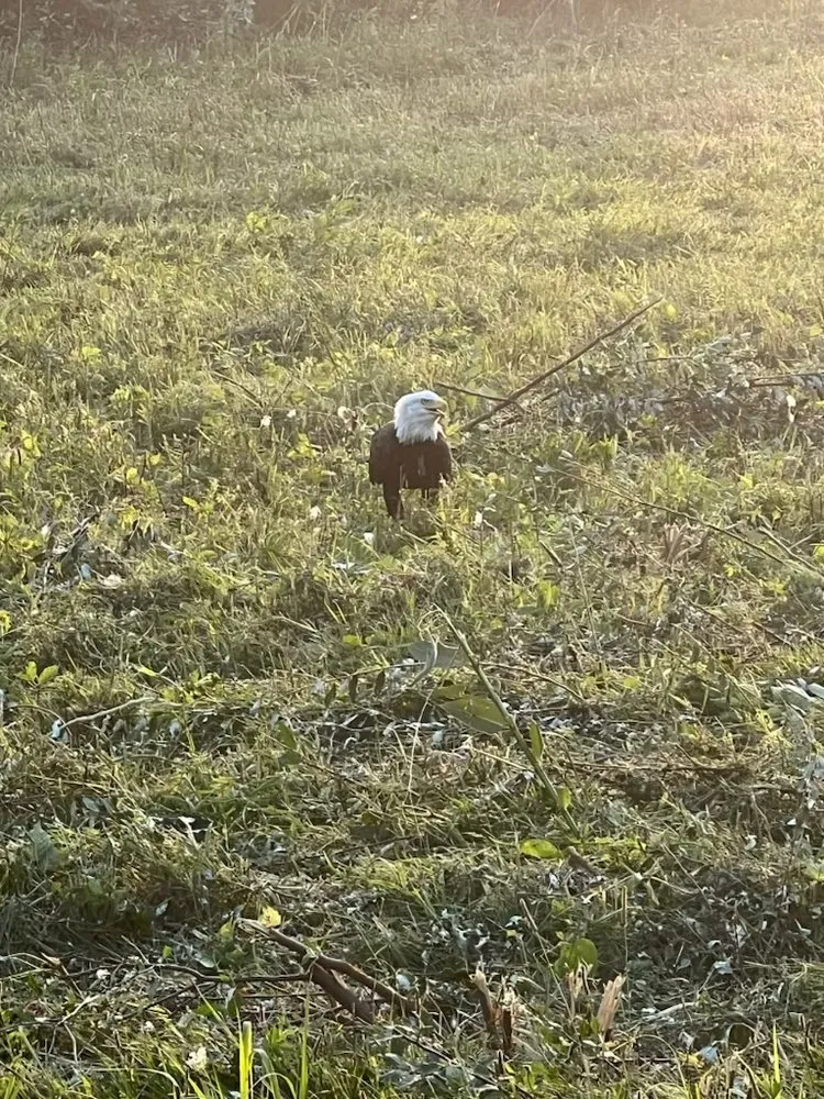 Slide of Rhodes Roofing And Remodeling