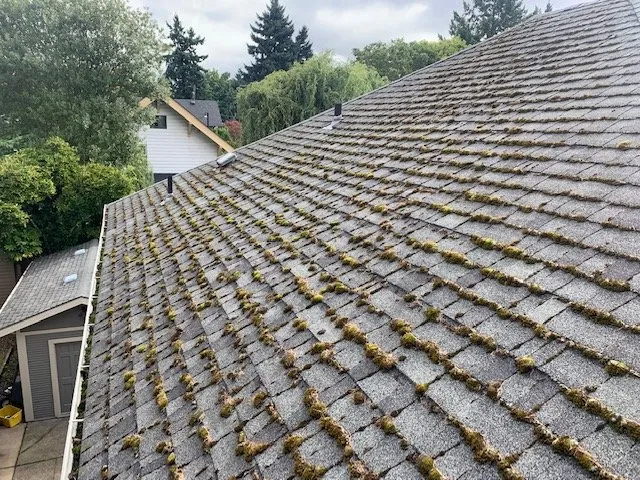 Slide of Rip City Roof Cleaning