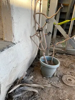 RLM Cali Builders Logo