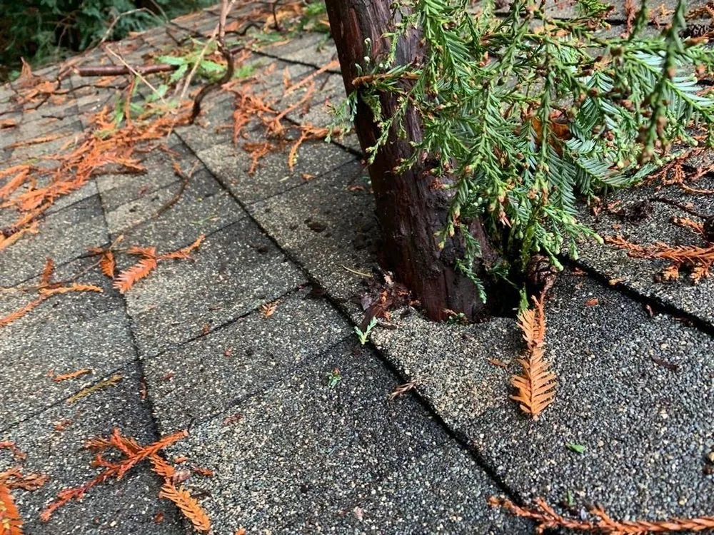 Slide of Rockin' Roofers