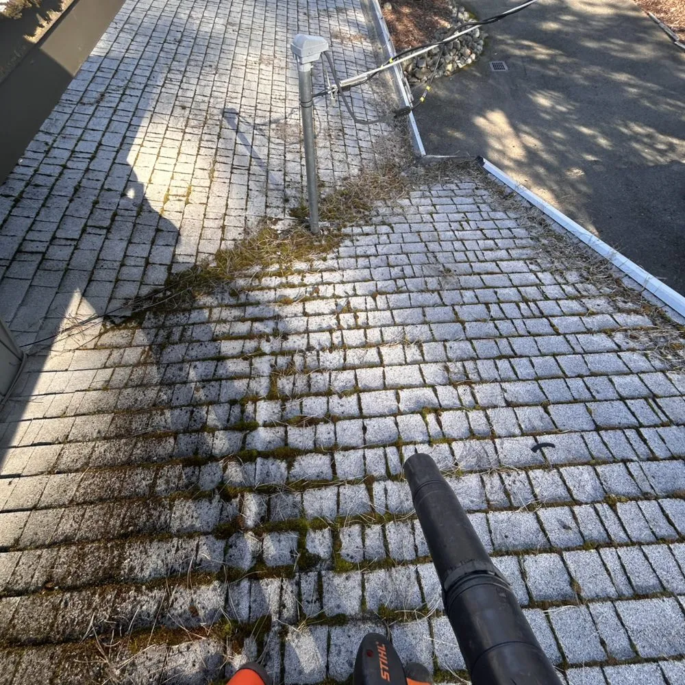 Slide of Rogue Consultation Cleaning