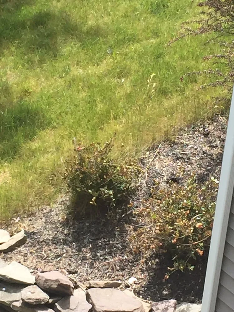 Slide of Roof Cleaning Pros