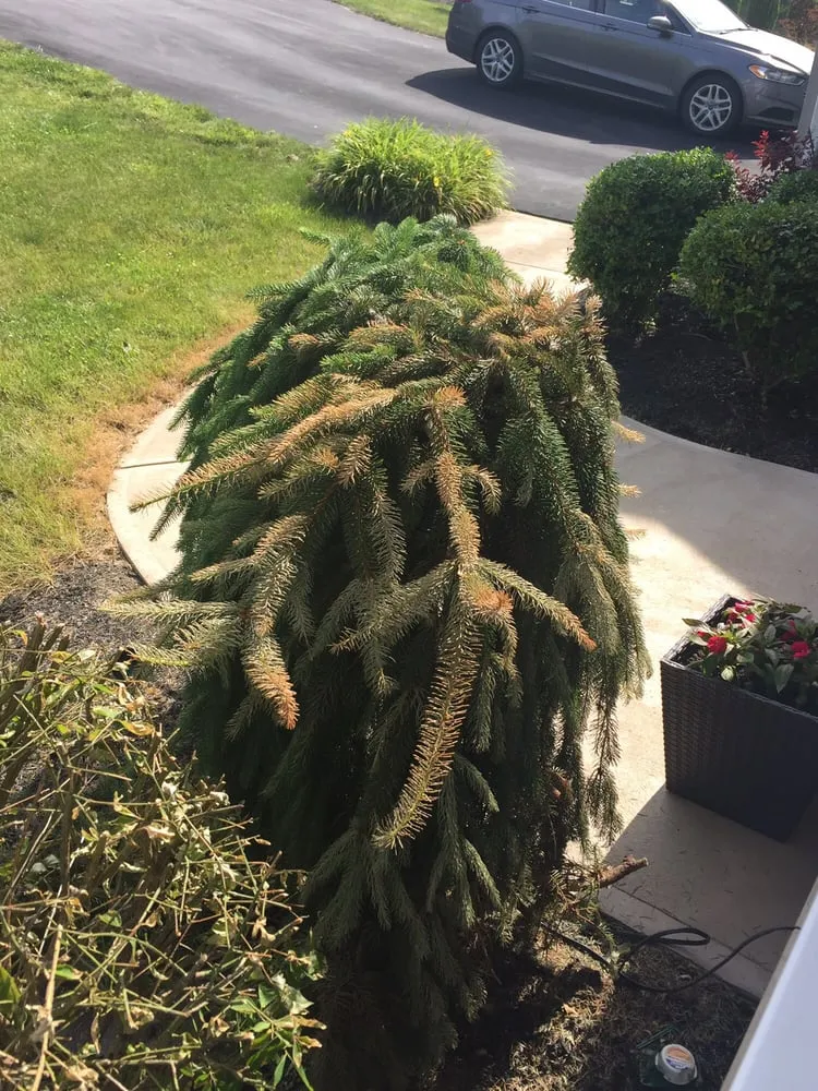 Slide of Roof Cleaning Pros