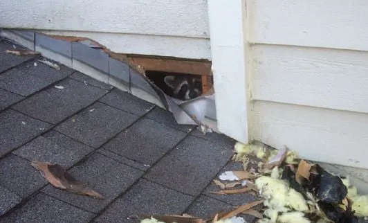 Slide of Roof Doctor