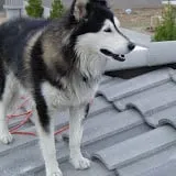 Slide of Roof It Right