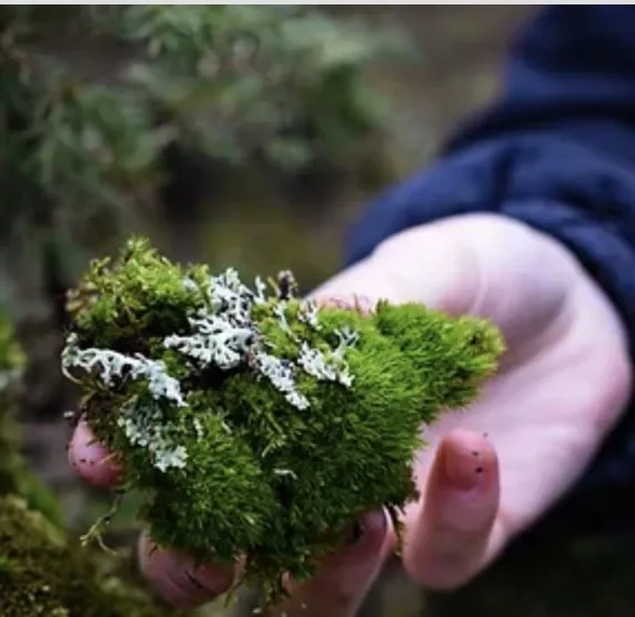 Slide of Roof Remedy