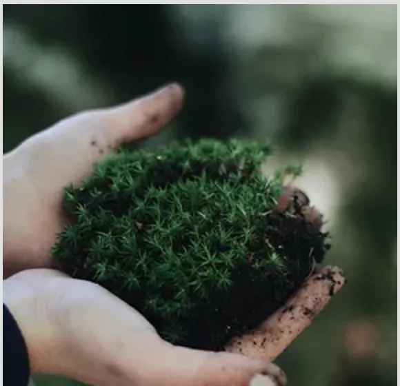 Slide of Roof Remedy