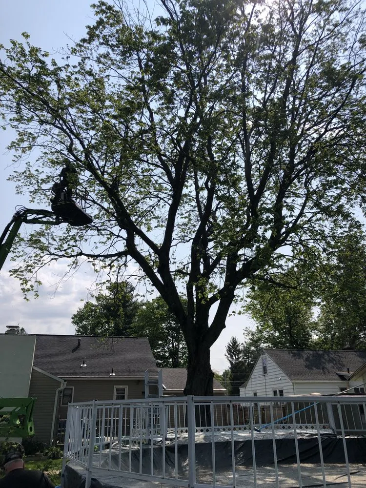 Slide of Roofing and tree service pros
