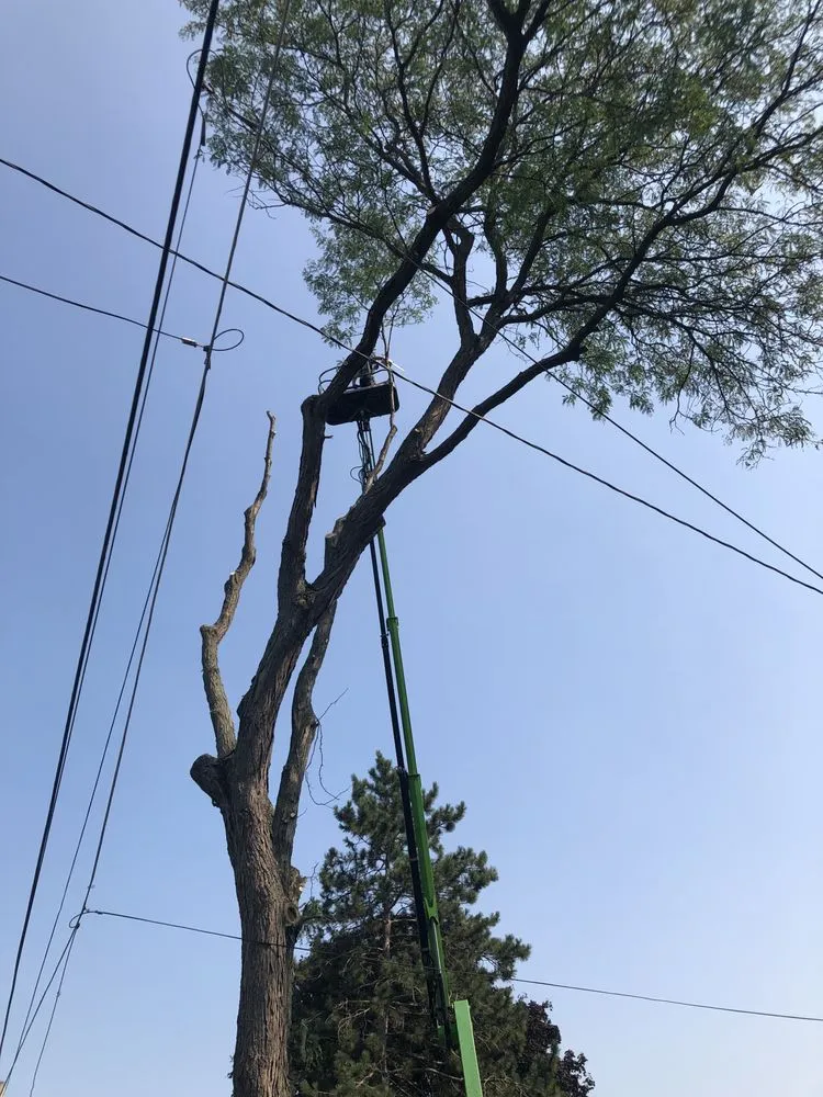 Slide of Roofing and tree service pros