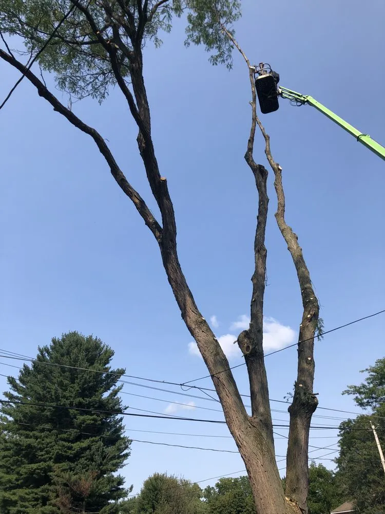 Slide of Roofing and tree service pros