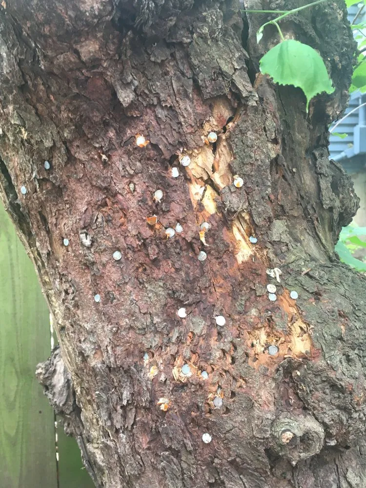 Slide of Roofing Force