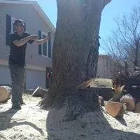 Slide of Rose Tree & Stump Grinding Service