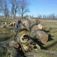 Slide of Rose Tree & Stump Grinding Service