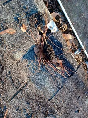 Roy's Roof Repair Logo