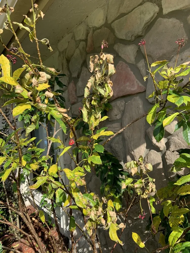 Slide of Sailfish Softwash