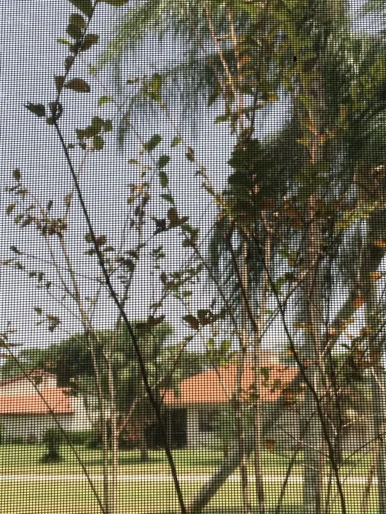 Slide of Sailfish Softwash