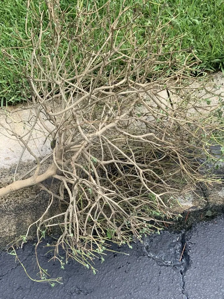 Slide of Sailfish Softwash