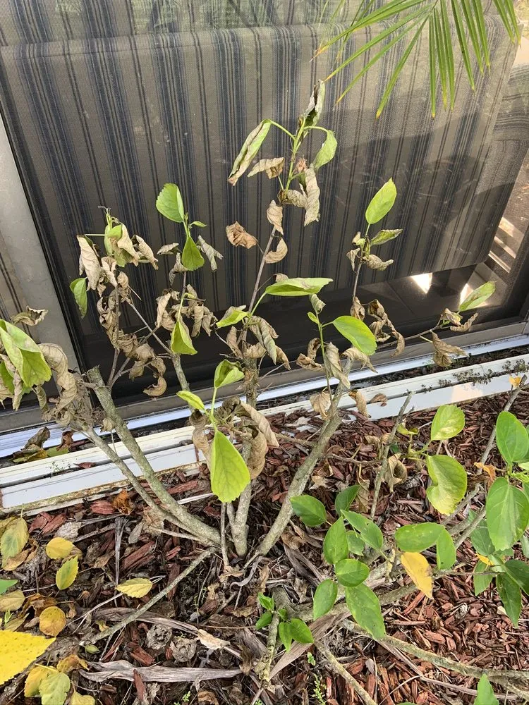 Slide of Sailfish Softwash