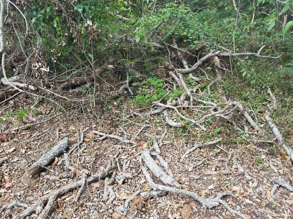 Slide of SCE Landscaping/Tree Service