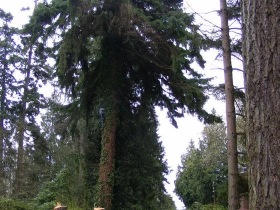 Slide of Scott's Home & Roof Service