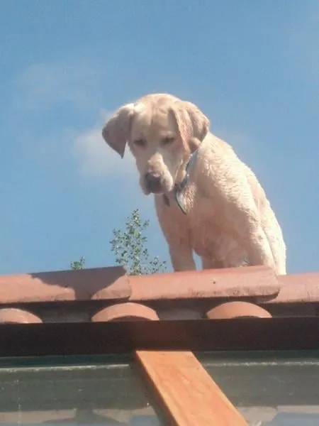 Slide of Severy Creek Roofing