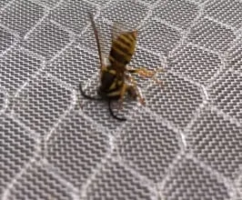 Slide of Sheppard Roofing